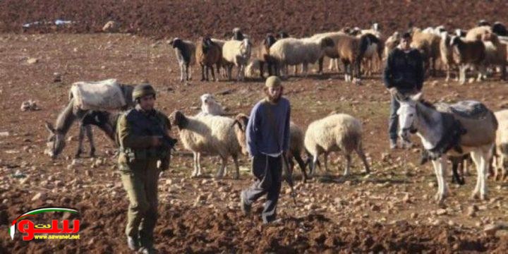 مستوطنون يرعون مواشيهم في أراضي المواطنين جنوب المغير