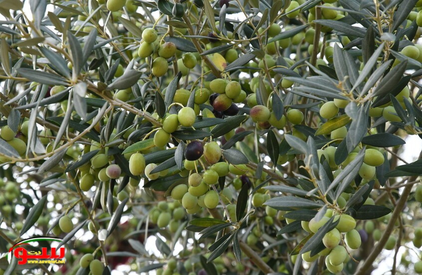 تونس تتصدر مورّدي زيت الزيتون إلى روسيا